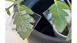 Plant Disease-Monitoring Patches